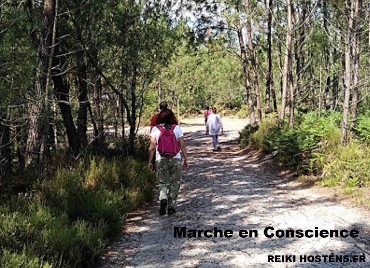 Marche en conscience et Sylvothérapie