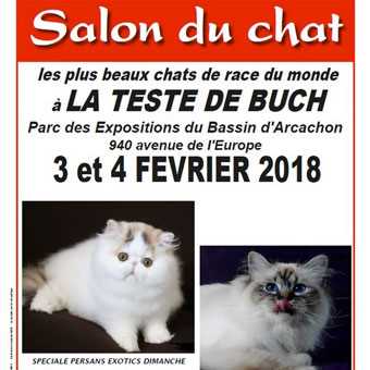 SALON DU CHAT