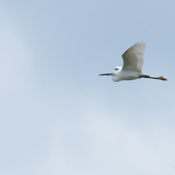 Sortie ornithologique