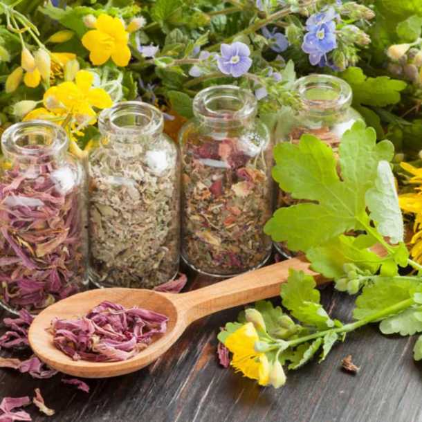 INITIATION A LA PHYTOTHÉRAPIE