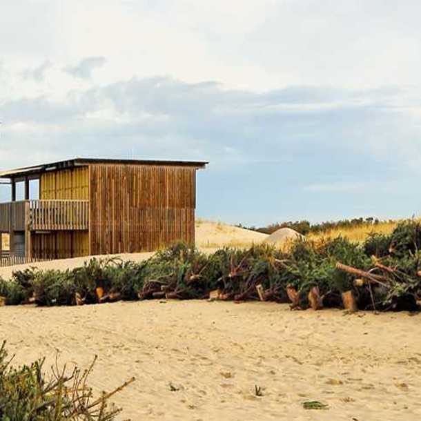 Des sapins pour nos dunes