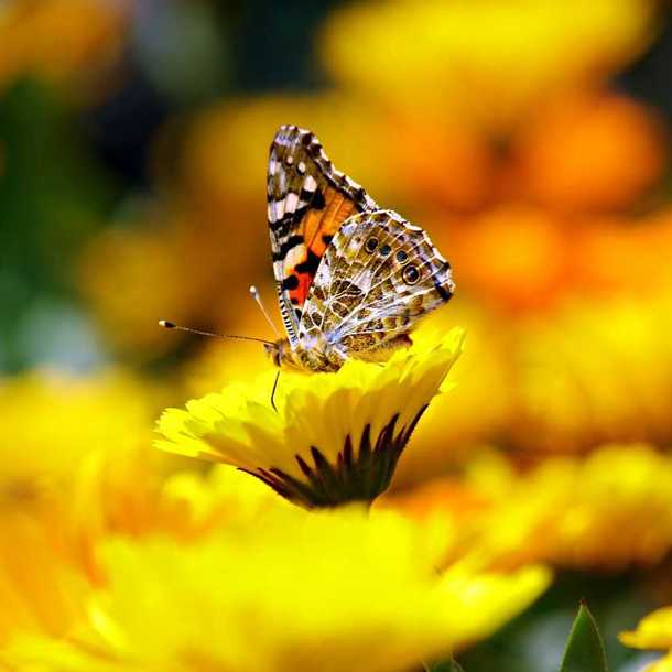 Fête de la Nature - Papillons de tous les jours