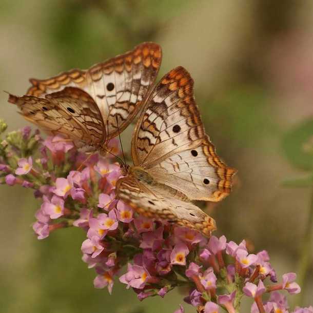 A la découverte des pollinisateurs sauvages