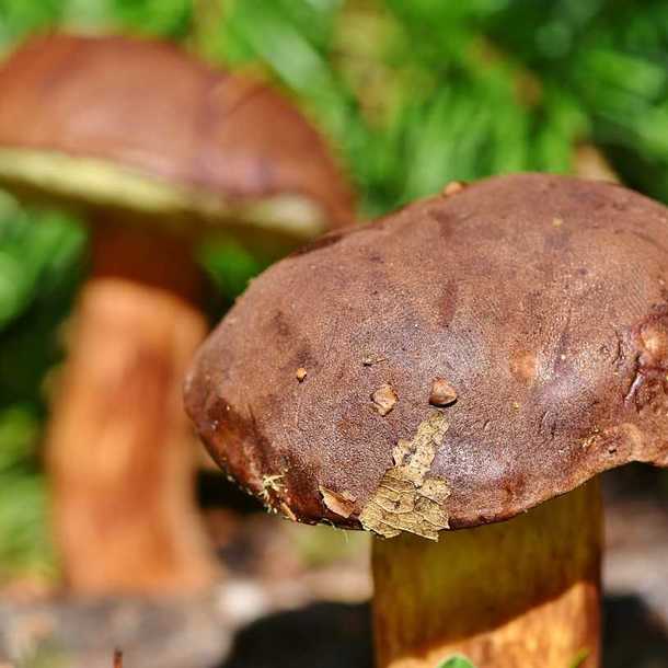 SORTIE CHAMPIGNONS