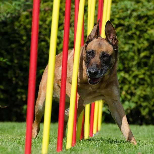Journée du Chien