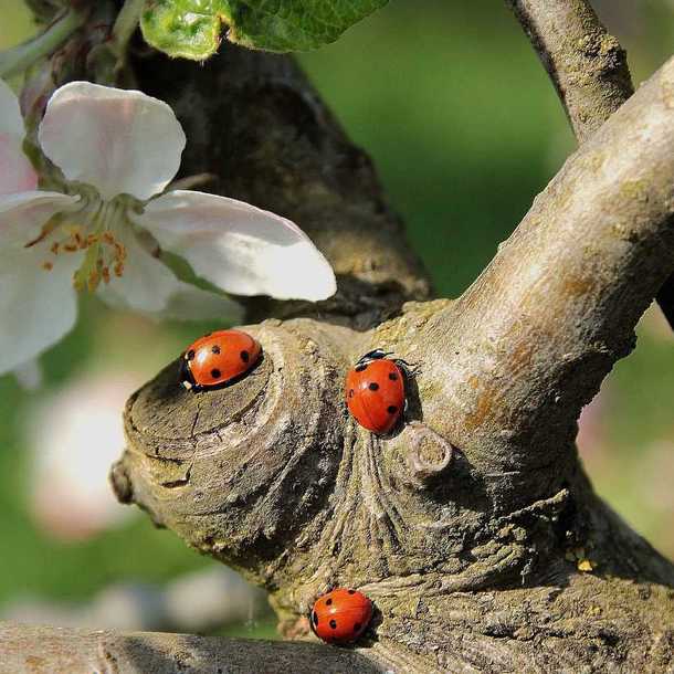 Le mois de la nature : spectacle