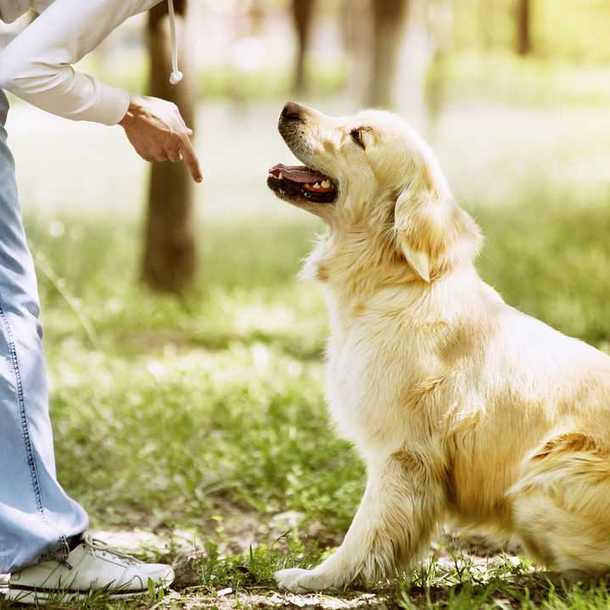 Concours Canin