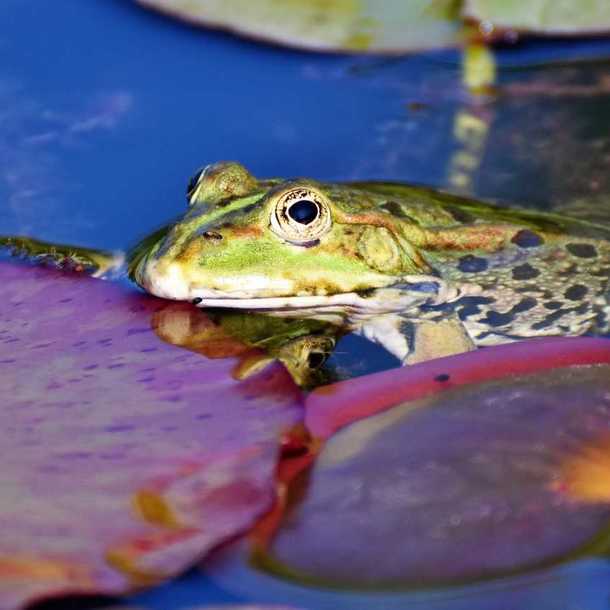 Fréquence Grenouille