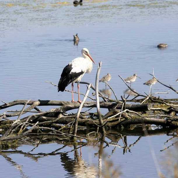 Balade découverte du Parc Ornithologique