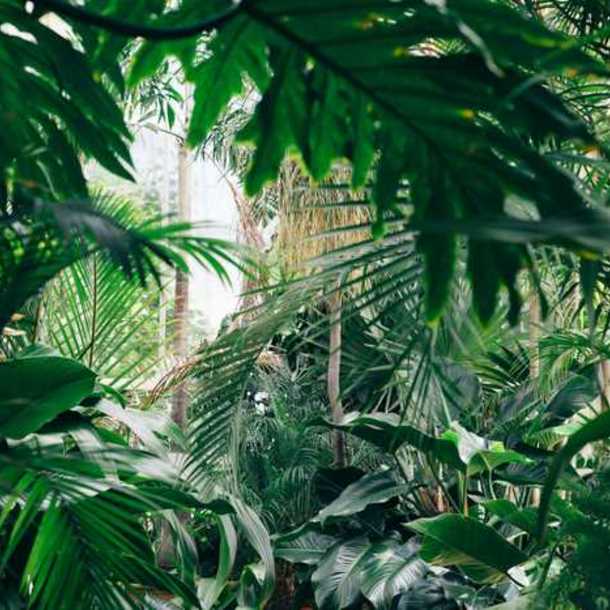 Soirée Jungle - Cap Golf