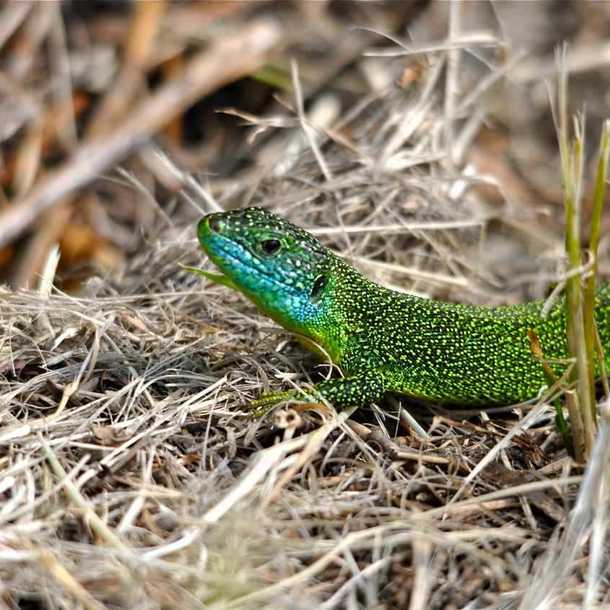 Accueil posté reptile
