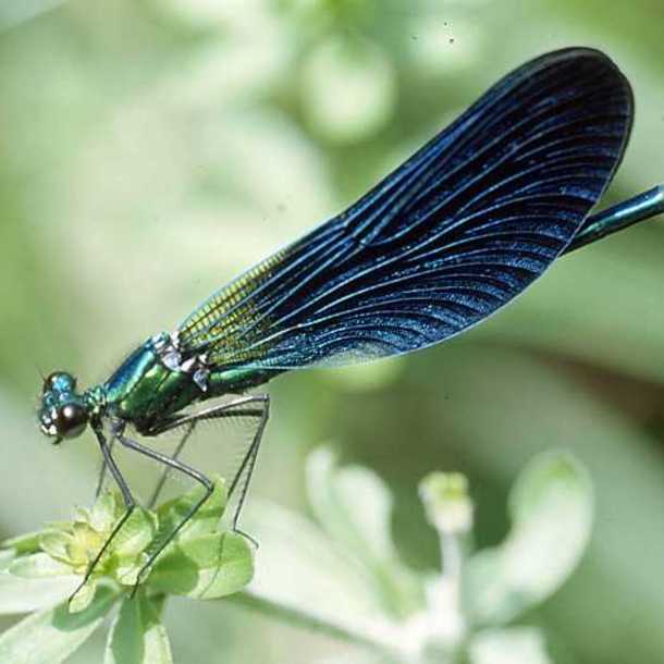 Libellules et demoiselles