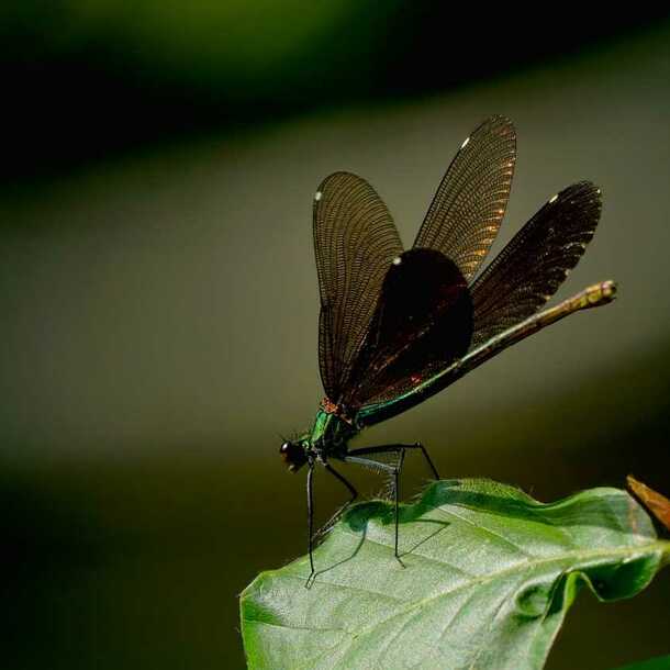 Fête de la Nature - Libellules et demoiselles