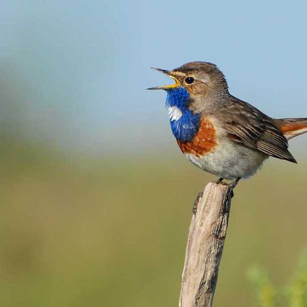Oiseaux chanteurs