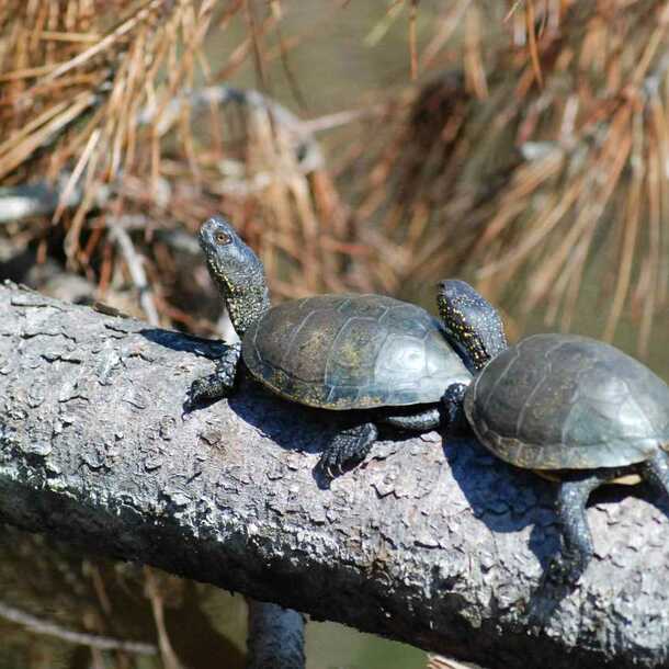 Fête de la Nature - Le monde des reptiles