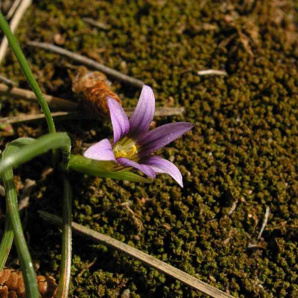 Romulées et belles plantes
