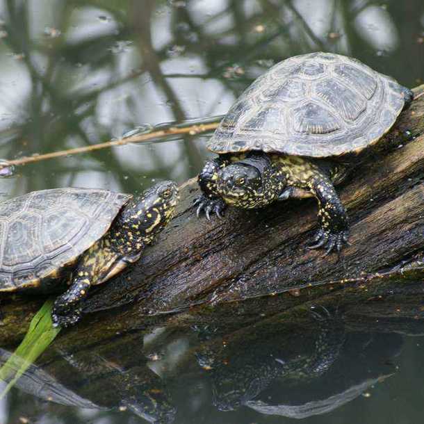 La bronzette des tortues