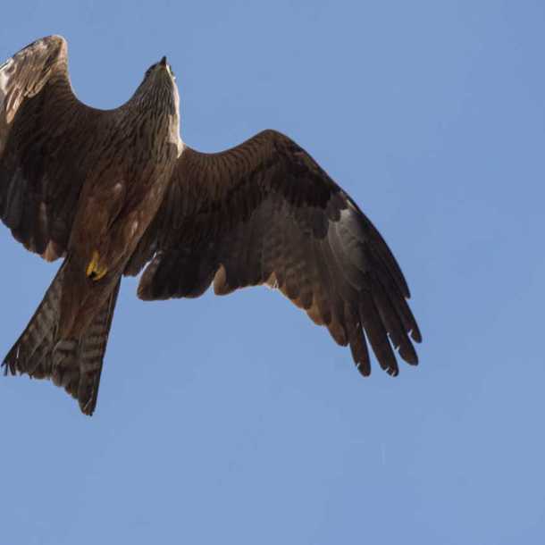 Sortie oiseaux