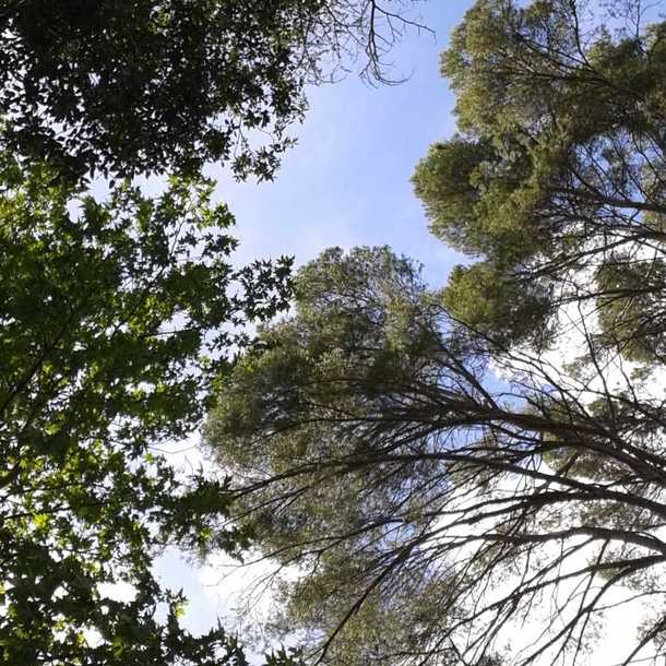 La forêt, les yeux fermés ! 