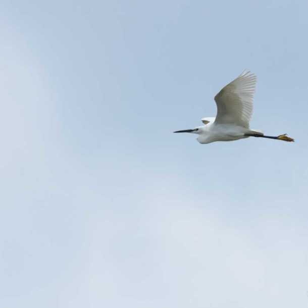 Sortie ornithologique 