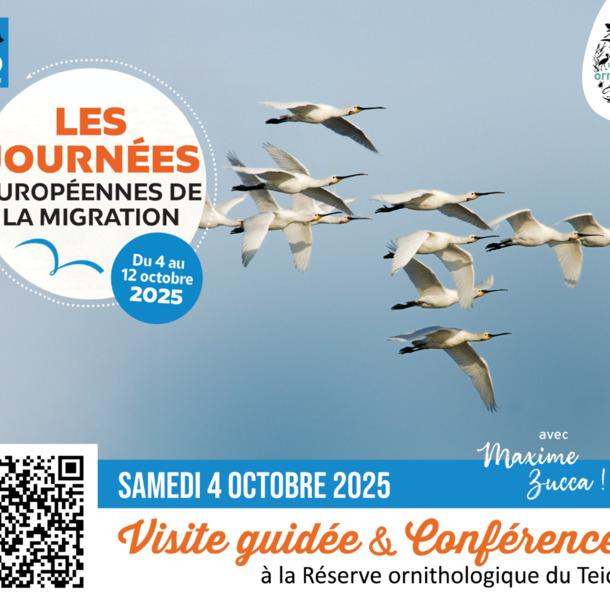 Visite guidée et conférence : la migration des oiseaux