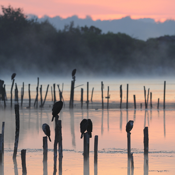 Balade dans la Réserve ornithologique au lever du jour