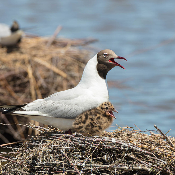 Au plus près des oiseaux nicheurs