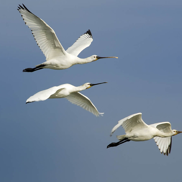 Escale avec les oiseaux migrateurs